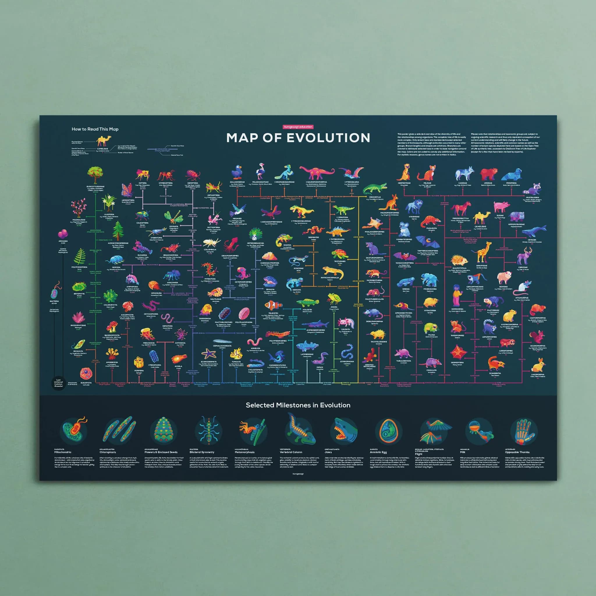 Map of Evolution - featured image